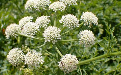 10 POISONOUS PLANTS TO BE AWARE OF IN THE U.K.